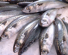 Atlantic mackerel fish high in omega-3 fatty acids