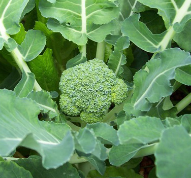 broccoli