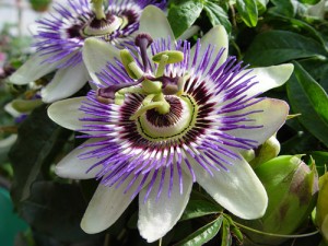 Passionflower