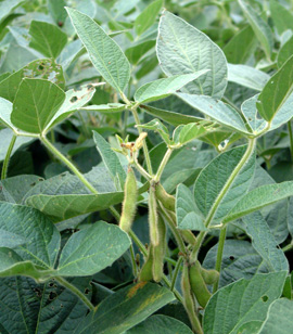 Soybeans crop growing fresh