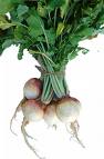 Turnips