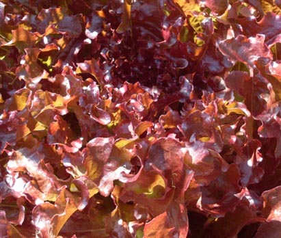 Organic Leafy Green Salad